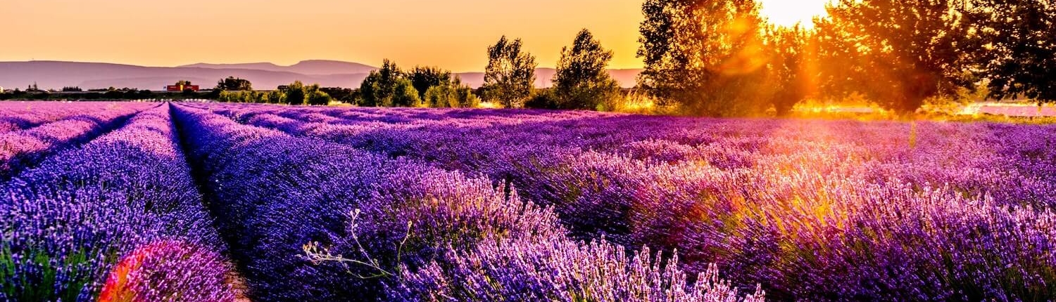 Abilis Export - Provence